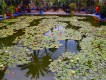 1304220832 - 000 - morroco marrakech lilly pond